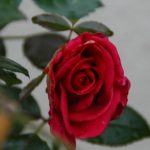 Antiquaire et brocanteur à Paris Une image en gros plan d’une rose rouge en fleur dégage un accueil chaleureux. Les pétales sont soigneusement superposés, présentant une teinte rouge foncé. Autour de la fleur se trouvent plusieurs feuilles vertes, certaines légèrement floues, indiquant une faible profondeur de champ. L’arrière-plan est flou, mettant en valeur la rose comme sujet principal.
